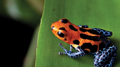 Biodiversidad en Latinoamérica